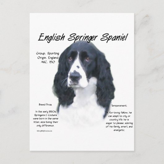 Geschiedenis Engels Springer Spaniel (blk) Briefkaart (Voorkant)