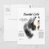 Geschiedenis van Bearded Collie; Love Bearded Coll Briefkaart (Voorkant / Achterkant)
