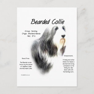 Geschiedenis van Bearded Collie; Love Bearded Coll Briefkaart