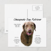 Geschiedenis van Chesapeake Bay Retriever Briefkaart (Voorkant / Achterkant)