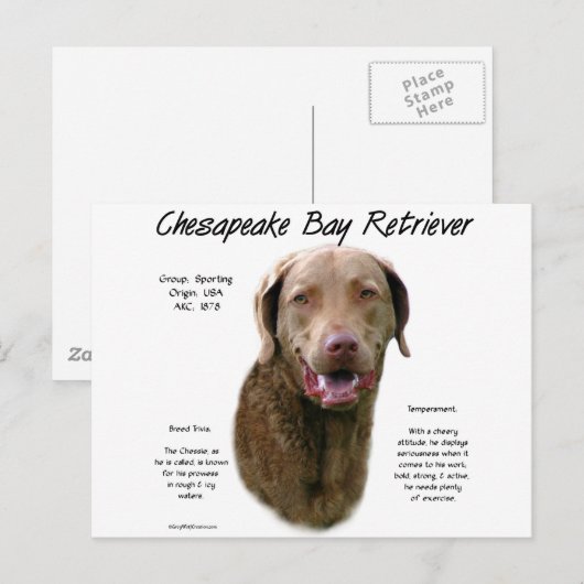 Geschiedenis van Chesapeake Bay Retriever Briefkaart (Voorkant / Achterkant)