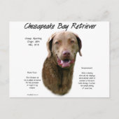Geschiedenis van Chesapeake Bay Retriever Briefkaart (Voorkant)