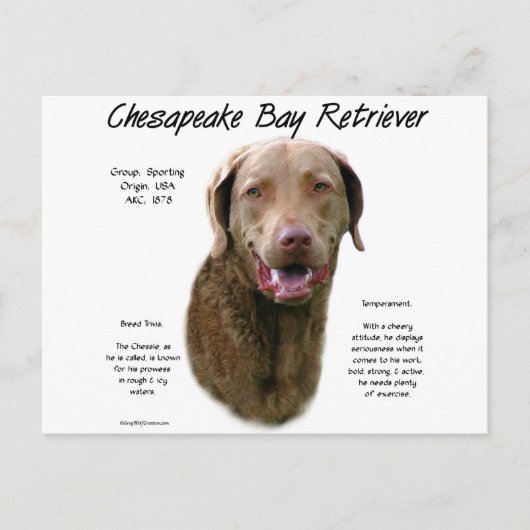 Geschiedenis van Chesapeake Bay Retriever Briefkaart (Voorkant)