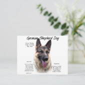 Geschiedenis van de Duitse Shepherd Dog (sable) Briefkaart (Staand voorkant)