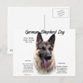 Geschiedenis van de Duitse Shepherd Dog (sable) Briefkaart (Voorkant / Achterkant)
