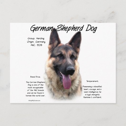 Geschiedenis van de Duitse Shepherd Dog (sable) Briefkaart (Voorkant)