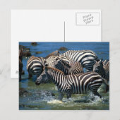 Geschiedenis van zebras 2 briefkaart (Voorkant / Achterkant)