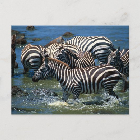 Geschiedenis van zebras 2 briefkaart (Voorkant)