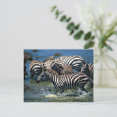 Geschiedenis van zebras 2 briefkaart (Staand voorkant)