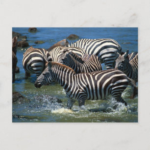 Geschiedenis van zebras 2 briefkaart
