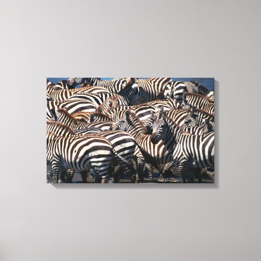 Geschiedenis van zebras 2 canvas afdruk (Voorkant)