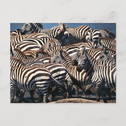 Geschiedenis van zebras briefkaart (Voorkant)