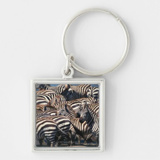 Geschiedenis van zebras sleutelhanger (Voorkant)