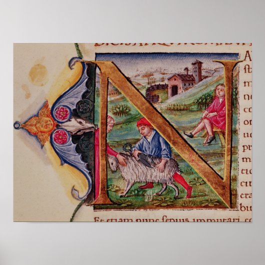 Geschiedeniseerd initiaal "N" voor schapen Poster (Voorkant)