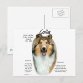 Geschiedenisontwerp voor Collie (sable rough) Briefkaart (Voorkant / Achterkant)