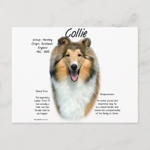 Geschiedenisontwerp voor Collie (sable rough) Briefkaart