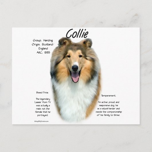 Geschiedenisontwerp voor Collie (sable rough) Briefkaart (Voorkant)