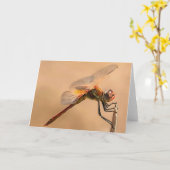 geschilde dragonvlieg, geïsoleerd tegen Ecru Kaart (Gele Bloem)