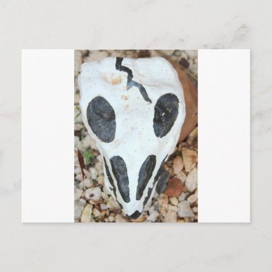 geschilde schedel briefkaart (Voorkant)