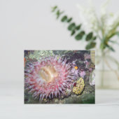 Geschilderd Tealia Anemone - Briefkaart (Staand voorkant)