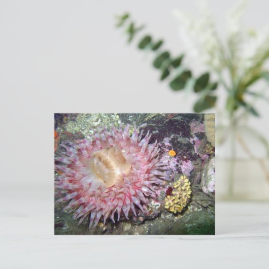 Geschilderd Tealia Anemone - Briefkaart (Staand voorkant)