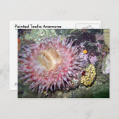 Geschilderd Tealia Anemone - Briefkaart (Voorkant / Achterkant)