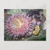 Geschilderd Tealia Anemone - Briefkaart (Voorkant)