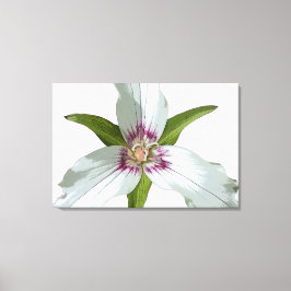 Geschilderd Trillium Spring Wildflower Canvas Prin Afdruk