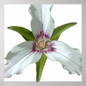 Geschilderd Trillium Spring Wildflower Poster (Voorkant)