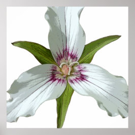 Geschilderd Trillium Spring Wildflower Poster