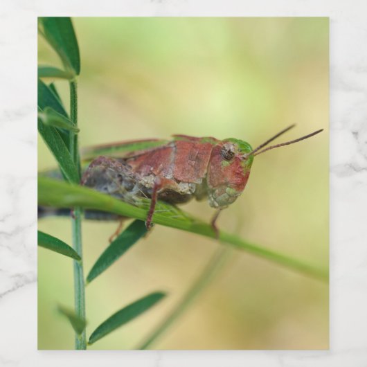 Geschilderd weide Grasshopper Wijnlabel Wijn Etiket (Enkel label)