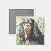 Geschilderde Cavalier King Charles Spaniel Magneet (Voorkant / Achterkant)