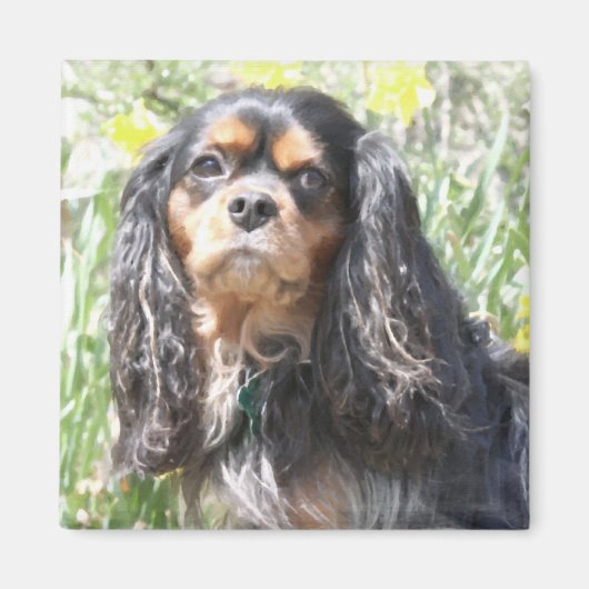 Geschilderde Cavalier King Charles Spaniel Magneet (Voorkant)
