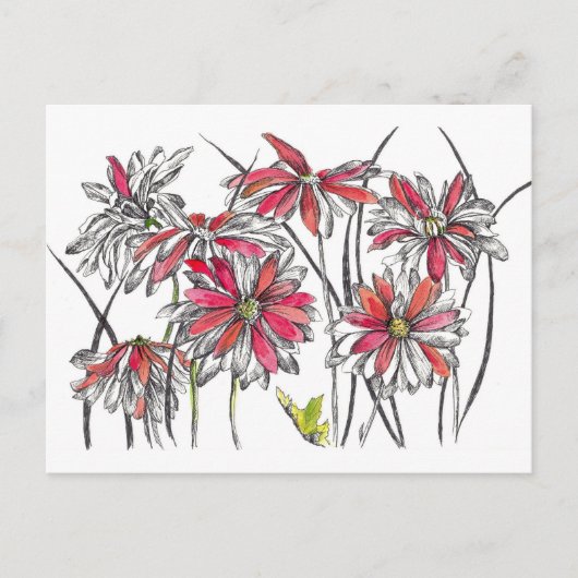 Geschilderde Daisy Bloemen Botanische Kunst Inktte Briefkaart (Voorkant)