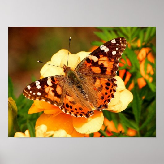 Geschilderde Dame Vlinder Foto Poster (Voorkant)