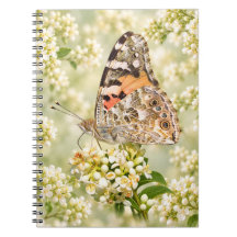 Geschilderde Dame Vlinder op Witte Bloemen