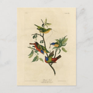 Geschilderde Finch (Bunting) Audubon's vogels in A Briefkaart