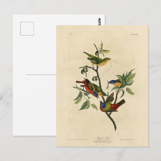 Geschilderde Finch (Bunting) Audubon's vogels in A Briefkaart (Voorkant / Achterkant)