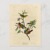 Geschilderde Finch (Bunting) Audubon's vogels in A Briefkaart (Voorkant)