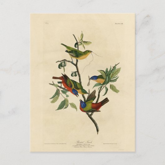 Geschilderde Finch (Bunting) Audubon's vogels in A Briefkaart (Voorkant)