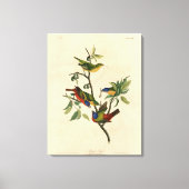 Geschilderde Finch (Bunting) Audubon's vogels in A Canvas Afdruk (Voorkant)