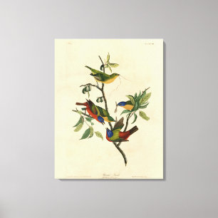 Geschilderde Finch (Bunting) Audubon's vogels in A Canvas Afdruk