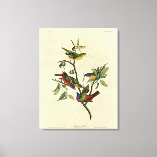 Geschilderde Finch (Bunting) Audubon's vogels in A Canvas Afdruk (Voorkant)