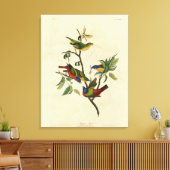 Geschilderde Finch (Bunting) Audubon's vogels in A Canvas Afdruk (Insitu (Woonkamer))