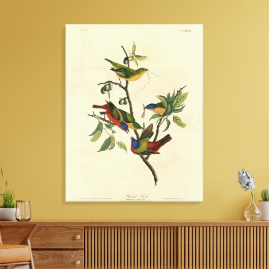 Geschilderde Finch (Bunting) Audubon's vogels in A Canvas Afdruk (Insitu (Woonkamer))