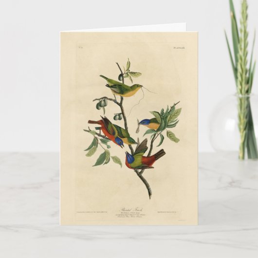 Geschilderde Finch (Bunting) Audubon's vogels in A Kaart (Voorkant)