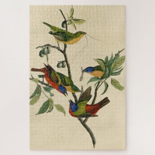 Geschilderde Finch (Bunting) Audubon's vogels in A Legpuzzel