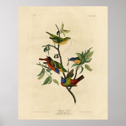 Geschilderde Finch (Bunting) Audubon's vogels in A Poster (Voorkant)
