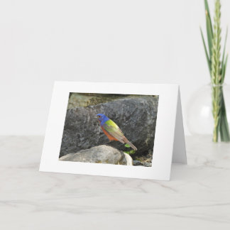 Geschilderde Gors Kleurrijke Vogel Blanco Kaart