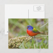 Geschilderde Gors (Passerian ciris) mannetje dat g Briefkaart (Voorkant / Achterkant)